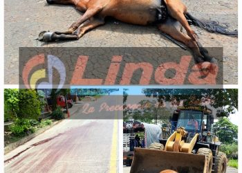 Equinos en Doncello Siguen Siendo Víctima de Accidentes por Irresponsabilidad de sus Propietarios