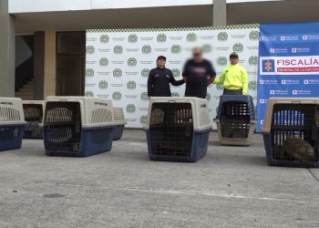 Capturado Hombre en El Doncello Caquetá con 26 especies de fauna silvestre en cautiverio.
