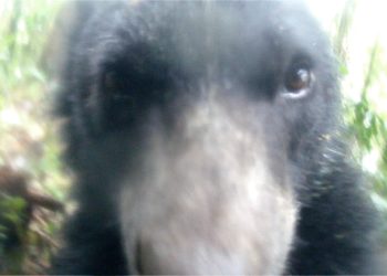 Oso de anteojos se toma selfie con una cámara trampa: Un gesto de agradecimiento hacia la conservación.