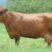 SECRETARÍA DE AGRICULTURA ANUNCIÓ PROYECTOS PARA EL SECTOR GANADERO Y LECHERO DEL CAQUETÁ.