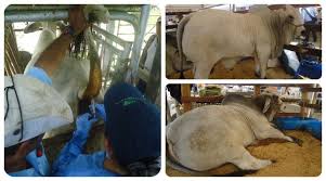 LA BRUCELOSIS BOVINA AFECTA A 68 PREDIOS EN EL CAQUETÁ. 3