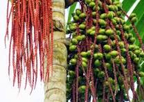EL ACEITE DE LA PEPA DE LA PALMA CANANGUCHA ES ADQUIRIDO POR LA EMPRESA BRASILEÑA,“NATURA”.