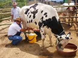 PRODUCTORES DE LECHE DE CARTAGENA DEL CHAIRÁ SUSPENDEN VENTA DE LECHE A QUESERAS Y QUESILLERAS.