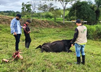 EL ICA ANUNCIÓ CIERRE EXITOSO DE CICLO DE VACUNACIÓN CONTRA LA FIEBRE AFTOSA Y OTRAS ENFERMEDADES EN EL DEPARTAMENTO DEL CAQUETÁ.