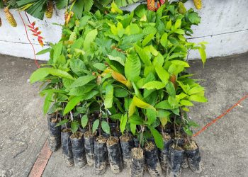 EL DONCELLO VIVIÓ LA FERIA DEL GRAN BOSQUE CON PRODUCTOS AMAZÓNICOS Y MENSAJES DE SOSTENIBILIDAD.