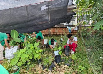 INVESTIGACIÓN SOBRE PLANTAS CAPTURADORAS DE CARBONO, REALIZADA POR ESTUDIANTTES DE LA I. E SAGRADOS CORAZONES DE PUERTO RICO, OBTUVO RECONOCIMIENTO MUNDIAL.