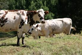 GANADEROS DE EL DONCELLO CONVOCAN ASAMBLEA PARA ELEGIR NUEVA JUNTA DIRECTIVA Y ANALIZAR CRISIS EN EL PRECIO DE LA LECHE.