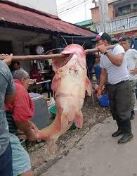 LA AUNAP PROHIBIO, TEMPORALMENTE, LA PESCA EN VARIOS RIOS DEL CAQUETÁ.