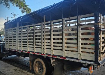 LA POLICIA Y EL EJÉRCITO RECUPERARON 100 SEMOVIENTES BOVINOS QUE HABÍAN SIDO ROBADOS EN  CAQUETÁ.