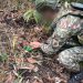 EJÉRCITO NACIONAL DESTRUYÓ DISPOSITIVOS EXPLOSIVOS IMPROVISADOS INSTALADOS POR DISIDENCIAS DE LAS FARC.