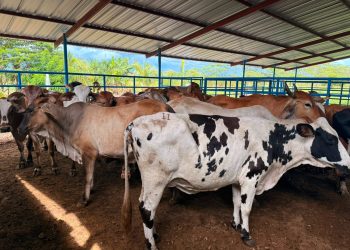 EXPENDEDORES ASEGURAN QUE EL AUMENTO EN EL PRECIO DE LA CARNE DE RES EN EL DONCELLO OBEDECE AL ALZA DEL PRECIO DEL GANADO.