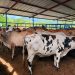 EXPENDEDORES ASEGURAN QUE EL AUMENTO EN EL PRECIO DE LA CARNE DE RES EN EL DONCELLO OBEDECE AL ALZA DEL PRECIO DEL GANADO.