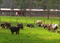 EL ABIGEATO Y MATADEROS CLANDESTINOS IMPULSAN EL COMERCIO ILEGAL DE CARNE EN EL PAÍS, ADVIERTE GERENTE DE COFEMA.