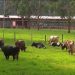 EL ABIGEATO Y MATADEROS CLANDESTINOS IMPULSAN EL COMERCIO ILEGAL DE CARNE EN EL PAÍS, ADVIERTE GERENTE DE COFEMA.