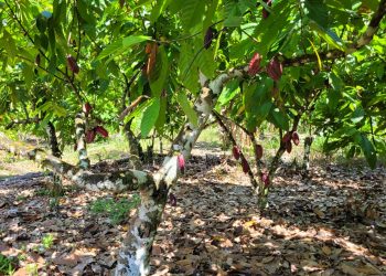 SE DUPLICA LA PRODUCCIÓN DE CACAO GRACIAS A SISTEMAS DE FERTI-RIEGO