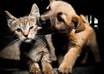 MUJERES AMAZONAS DE EL DONCELLO REALIZARÁN DONATÓN EN FAVOR DE PERROS Y GATOS EN CONDICIÓN DE ABANDONO.