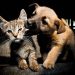 MUJERES AMAZONAS DE EL DONCELLO REALIZARÁN DONATÓN EN FAVOR DE PERROS Y GATOS EN CONDICIÓN DE ABANDONO.