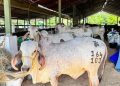 EN FLORENCIA, CAQUETÁ, COMENZÓ LA  FERIA GANADERA Y DE EXPOSICIÓN AGROINDUSTRIAL, EXPOCAQUETÁ 2026.