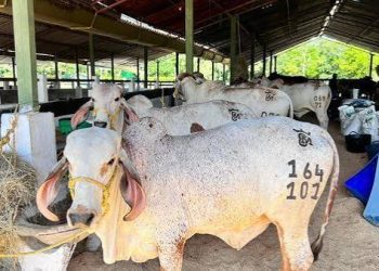 EN FLORENCIA, CAQUETÁ, COMENZÓ LA  FERIA GANADERA Y DE EXPOSICIÓN AGROINDUSTRIAL, EXPOCAQUETÁ 2026.