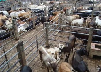CAQUETÁ SE CONSOLIDA COMO UNO DE LOS PRINCIPALES DEPARTAMENTOS ABASTECEDORES DE CARNE DEL PAÍS.