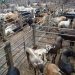 CAQUETÁ SE CONSOLIDA COMO UNO DE LOS PRINCIPALES DEPARTAMENTOS ABASTECEDORES DE CARNE DEL PAÍS.